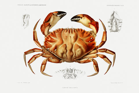 Dungeness Crab Illustration -  Vintage Reproduction - McGaw Graphics