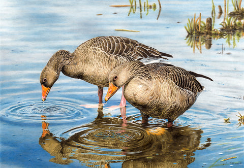 Graylag Geese
