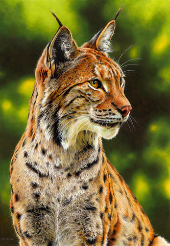 Forest Queen - Eurasian Lynx
