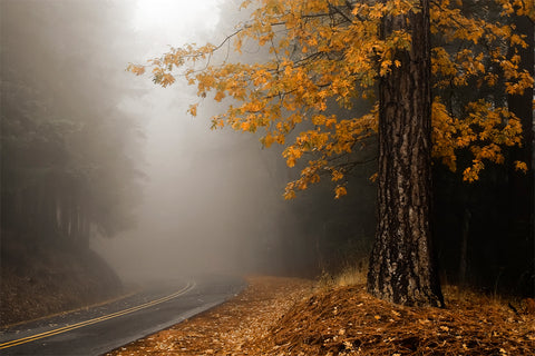 Yellow Leaves in Fog -  David Lorenz Winston - McGaw Graphics