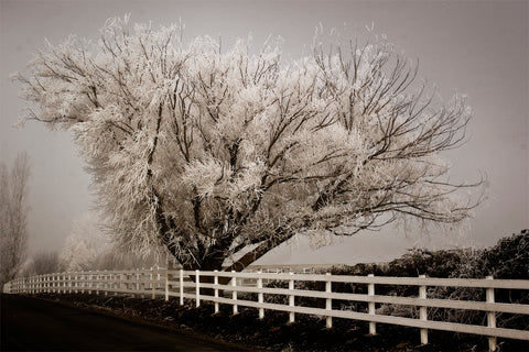 Frosted Tree & Fence -  David Lorenz Winston - McGaw Graphics