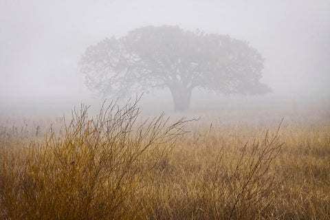 Tree in Fog -  David Lorenz Winston - McGaw Graphics