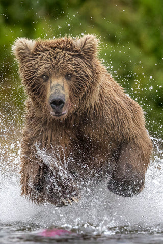 Alaska Bear