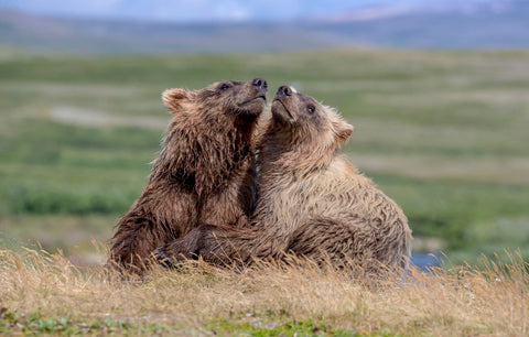 Brown Bears, Alaska -  Art Wolfe - McGaw Graphics