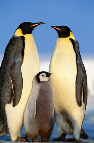 Emperor Penguins with Chick, Antarctica -  Art Wolfe - McGaw Graphics