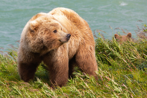 Brown Bear with Cub, Alaska -  Art Wolfe - McGaw Graphics