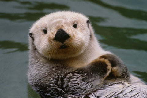Sea Otter, Alaska -  Art Wolfe - McGaw Graphics