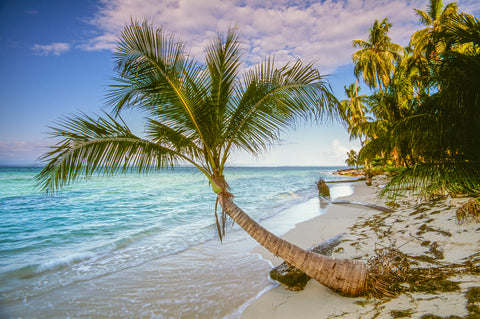 Palm Tree, Caribbean Ocean, Bocas del Toro, Panama -  Art Wolfe - McGaw Graphics