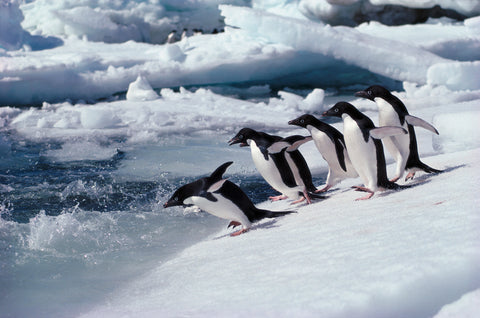 Adelie Penguins, Antarctica -  Art Wolfe - McGaw Graphics