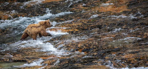 Brown Bear, Katmai National Park, Alaska -  Art Wolfe - McGaw Graphics