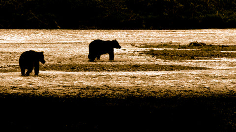 Brown Bear, Katmai National Park, Alaska (silhouette) -  Art Wolfe - McGaw Graphics