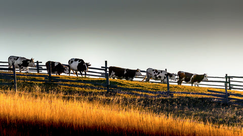 Cows, Romania, Bucovina -  Art Wolfe - McGaw Graphics
