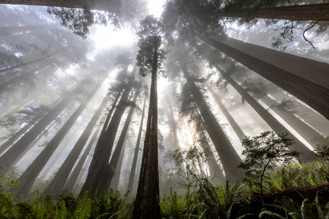 California Redwoods, Looking Up -  Art Wolfe - McGaw Graphics