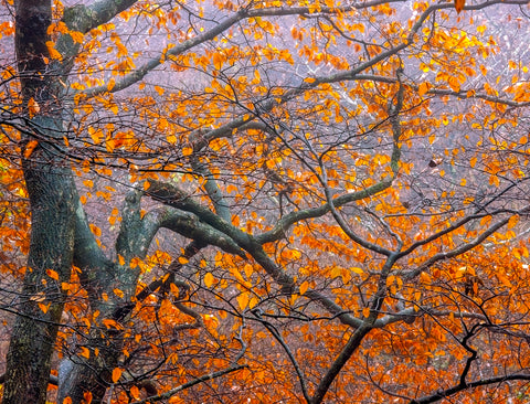 Deciduous Trees, Huangshan, China -  Art Wolfe - McGaw Graphics