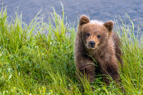 Curious Cub (Brown Bear Cub)