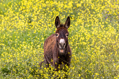 Stop and Smell the Flowers (Donkey)