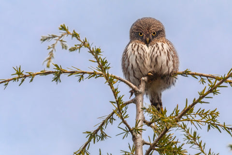 Don’t Mess with Me (Northern Pygmy Owl)
