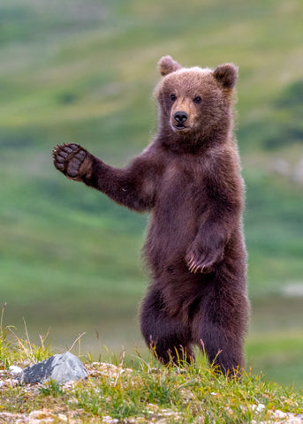 The Welcome Committee (Brown Bear Cub)