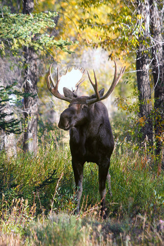 Forest Stroll (Moose)