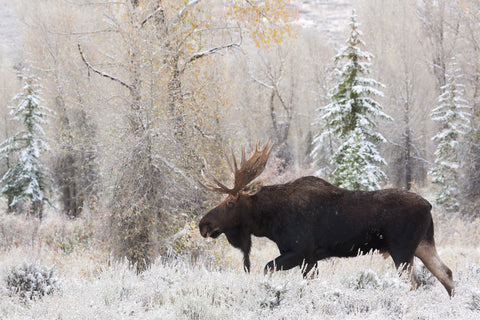 Shiras Bull Moose, Autumn Snow