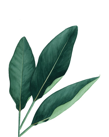 Tropical Leaves V (banana leaf)