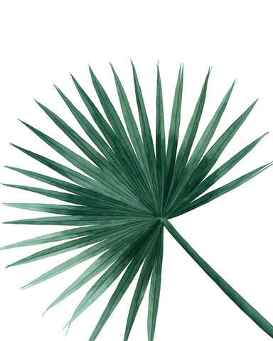 Tropical Leaves VI (fan palm leaf)