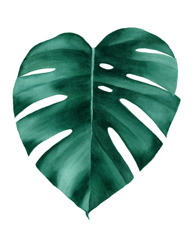 Tropical Monstera Leaf