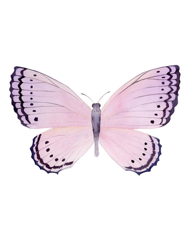 Pink Butterfly - Crenis Pechueli Butterfly