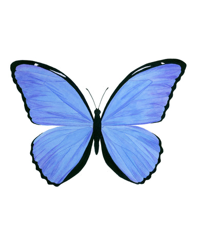 Light Blue Butterfly - Morpho Menelaus Butterfly