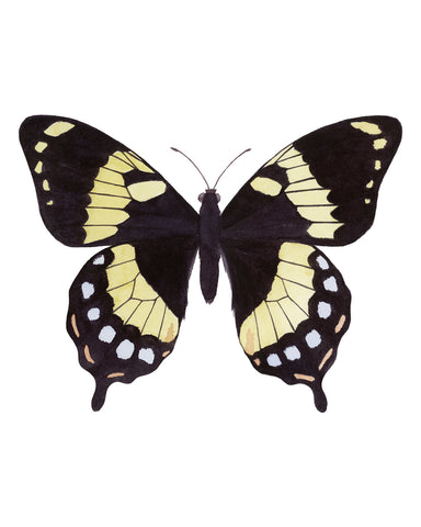 Black Yellow Red Butterfly - Papilio Homerus Butterfly