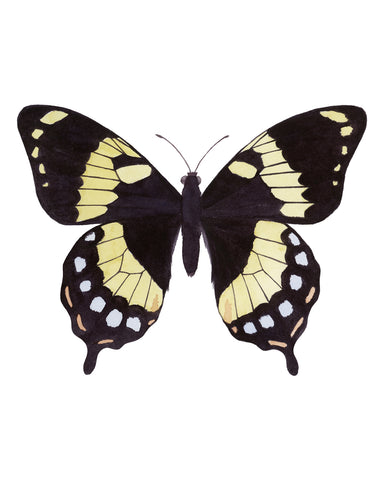 Black Yellow Red Butterfly - Papilio Homerus Butterfly