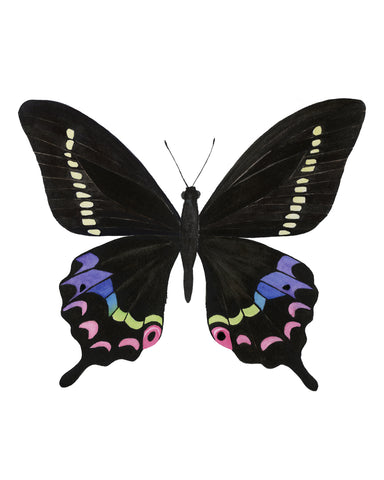 Black and Rainbow Butterfly - Papilio Krishna Butterfly