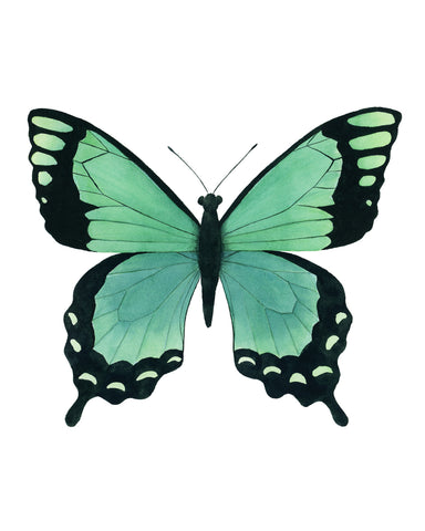 Green Butterfly - Papilio Lorquinianus Butterfly