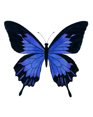 Dark Blue Butterfly - Papilio Ulysses Butterfly