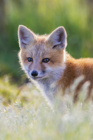 Fox in the Grass