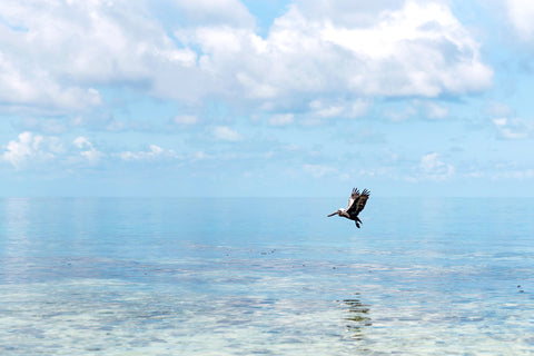 Flying Pelican
