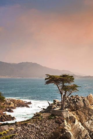The Lone Cypress