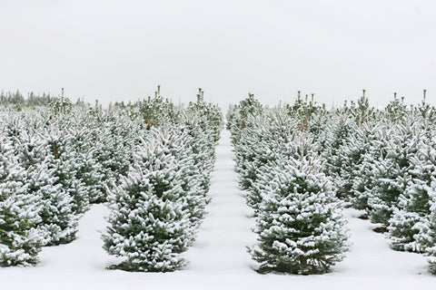 Christmas Tree Farm