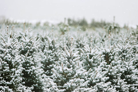 Winter Pines
