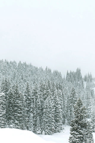 Snowy Landscape