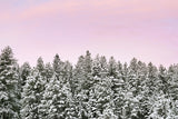Pink Winter Pines