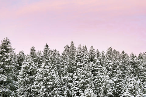 Pink Winter Pines
