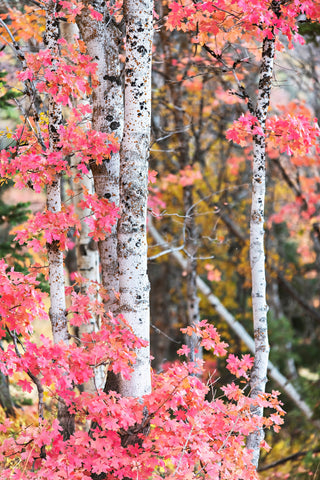 Autumn Aspen Trees