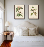 Bachmans Finch -  John James Audubon - McGaw Graphics