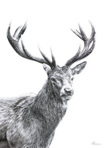 Highland Stag