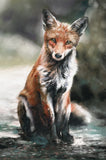 Fergus Fox
