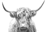 Hangus Highland Cow