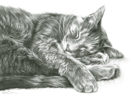 Maggie Tabby Cat