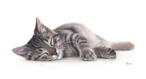 Sleeping Tabby Cat