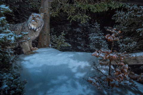 Into the Moonlight